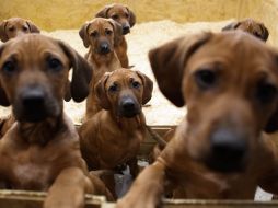 Wegemann los bautizó con nombres africanos. AP  /