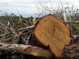 Los campesinos abogaban por combatir la tala de bosques. EL INFORMADOR ARCHIVO  /