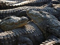 Aun así estos reptiles no logran aparearse ya que su naturaleza tiene  una fecha determinada. AFP  /