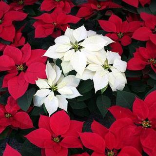 Cómo ven los niños la Navidad