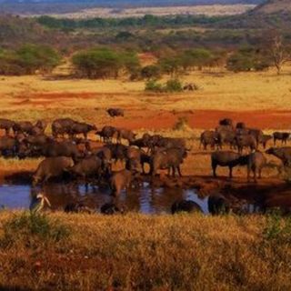 Especie animal ''mezcla de antílope y león'' fue vista en Tanzania