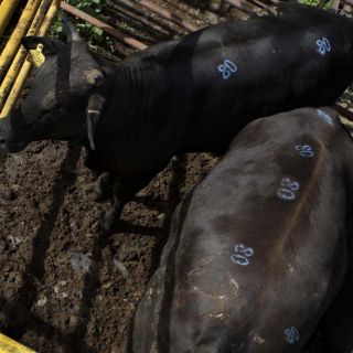 Avance de 25% del “Registro Civil del Ganado”