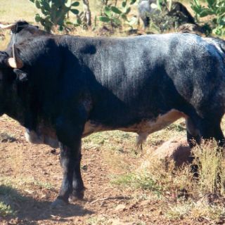 Se presenta San Marcos en la Temporada Grande