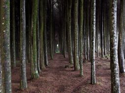 Según una encuesta más de la mitad de los rusos se opuso a la tala de este bosque. EFE  /