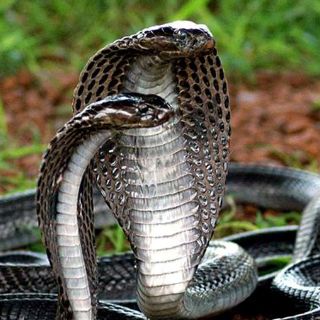 Interceptan en Malasia camión con animales en peligro de extinción