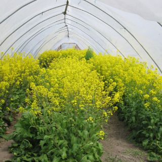 Emplean nanotecnología en invernaderos