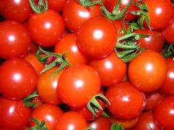 Para realizar el estudio en tomate, el maestro Cárdenas Palomo utilizó un macro túnel. ESPECIAL  /