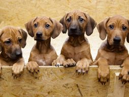 Etana parió a los cachorros el 28 de septiembre en la casa de los Wegemann. AP  /