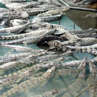 Australia se encuentra amenazada por los cocodrilos