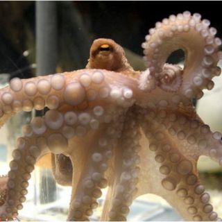 Paul, el personaje extra futbol del 2010