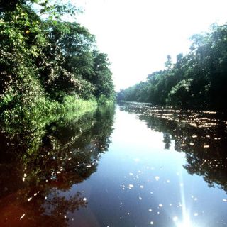 Deforestación de la Amazonía hace que se descubran y se extingan especies
