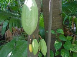 La secuenciación del genoma del árbol del cacao permitirá crear variedades más resistentes. ESPECIAL  /