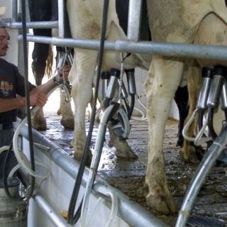 Advertirán sobre contenido de lácteos que venden sin refrigerar