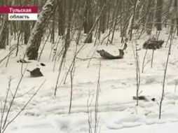 Las imágenes del sitio donde quedaron esparcidos los restos del avión fueron difundidas por la televisión rusa. ESPECIAL  /