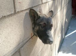 el animal colaboró durante el rescate. AFP  /