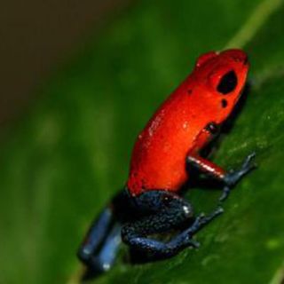 Reportan avistamiento en Costa Rica de anfibios que creían extintos