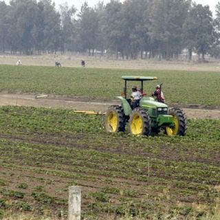 Cosecha de arroz de Haití en riesgo por cólera: FAO
