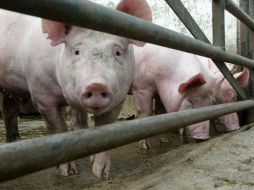 Este año la cifra de producción porcíola subió 300 mil ejemplares; 2011 se ve más prometedor. ARCHIVO  /