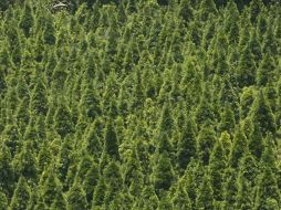 Esta edición es la segunda vez que los bosques son protagonistas de un Año Internacional. EFE  /