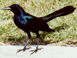 La Agencia de Vida Silvestre ha recogido cerca de 65 turpiales muertos.ESPECIAL  /