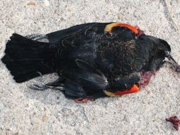 Las autoridades no han logrado determinar las causas del suceso. AP  /