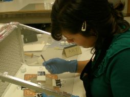 Mirasol Estrada es apenas una de las dos restauradoras de fotografía en el Estado.ESPECIAL  /