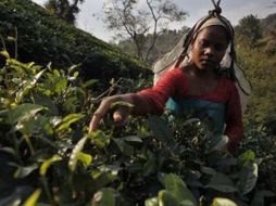 Assam es la región del norte del país cuna de los té negros y estilo británico más refinados. AP  /