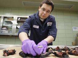 Un veterinario examina algunos de los pájaros muertos en Arkansas. AP  /