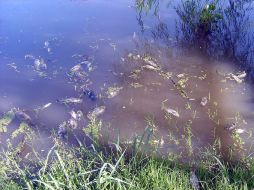 Las aguas el río Zula son fuente de abasto del lago de Chapala, en el que es notable el impacto ambiental . ARCHIVO  /