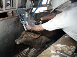Por la pérdida millonaria tras extracción ilegal de carne en el Rastro de Guadalajara se ha despedido a 13 trabajadores. ARCHIVO  /