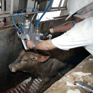 Robo de carne en Rastro tapatío llegó a los 19 MDP anuales