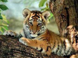 El Parque de Convivencia invita a las niñas y niños a que los sábados y domingos asistan a conocerlos y se tomen una foto. ESPECIAL  /