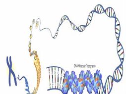 La prueba será capaz de detectar hasta 25 mil genes. EL UNIVERSAL  /