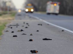 Desde el 1 de enero han aparecido miles de pájaros en distintas localidades de EU. AP  /