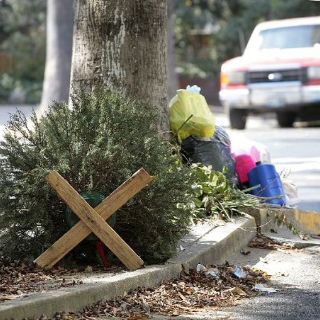Tonalá intercambia árboles navideños por plantas