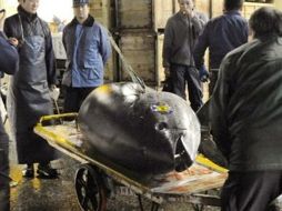 Varios pujadores miran un atún azul de extraordinario tamaño tras ser rematado en la lonja de pescado de Tsukiji. AP  /