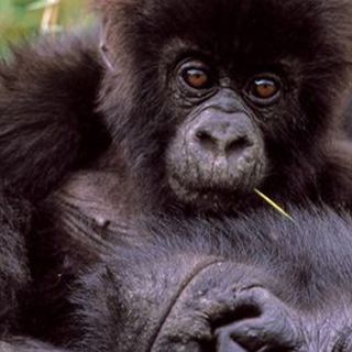 En peligro la mayor reserva natural en África