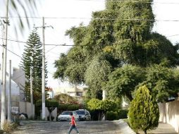 Pretenden duplicar la cantidad de arbolado presente en el municipio de Guadalajara. ARCHIVO  /