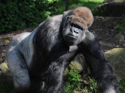 Se trata de un sitio que alberga a una cuarta parte de los gorilas de montaña que existen en el mundo. EFE  /