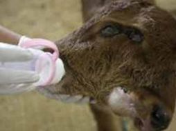 La mama se niega a amamantar al extraño espécimen por lo que es alimentado con mamila. ESPECIAL  /