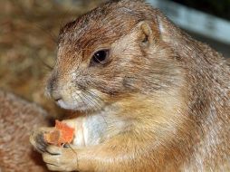 El zoológico añadió que los animales no son peligrosos. ESPECIAL  /