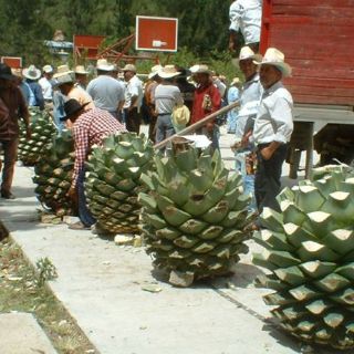 Pugnan para que mezcal sea Patrimonio Cultural Inmaterial