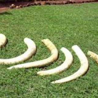 Interceptan en Kenia 250 kilos de marfil