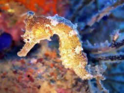 Los caballitos de mar tienen gran demanda en el país nipón en donde además son bien pagados. EFE  /