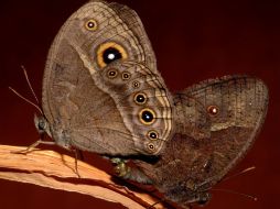 Los insectos tienen un período breve para copular y poner huevos.AP  /