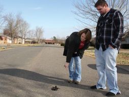 La muerte de la fauna se da con frecuencia se trata de un mismo fenómeno. EFE  /