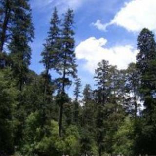 Conafor convoca al III Concurso de cuento y fotografía