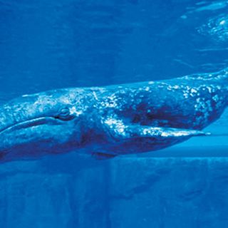 Dos mil ballenas grises llegarán este año a reserva en Pacífico mexicano