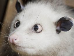 El zoológico no tenía idea de la celebridad que iba a alcanzar el animal cuando éste llegó al país. AFP  /