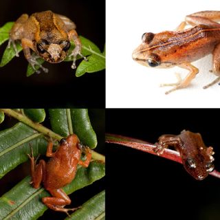 Encuentran seis especies de ranas que se daban por extinguidas